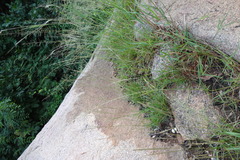 Eragrostis atrovirens